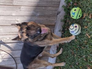 https://petstablished-app-beta.s3.amazonaws.com/uploads/image/image/2305309/PXL_20220128_152354811.PORTRAIT.jpg