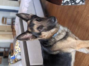 https://petstablished-app-beta.s3.amazonaws.com/uploads/image/image/2305308/PXL_20220128_154309090.PORTRAIT.jpg