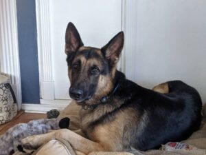 https://petstablished-app-beta.s3.amazonaws.com/uploads/image/image/2305306/PXL_20220128_154627446.PORTRAIT.jpg