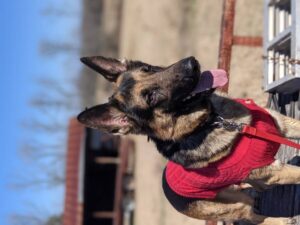 https://petstablished-app-beta.s3.amazonaws.com/uploads/image/image/2307343/PXL_20220129_175925244.PORTRAIT.jpg