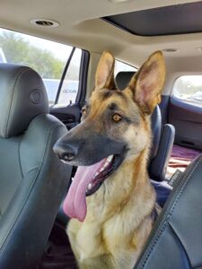 https://petstablished-app-beta.s3.amazonaws.com/uploads/image/image/1570840/Pax_3.jpg
