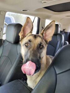 https://petstablished-app-beta.s3.amazonaws.com/uploads/image/image/1570841/Pax_4.jpg