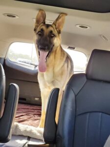 https://petstablished-app-beta.s3.amazonaws.com/uploads/image/image/1570842/Pax_5.jpg