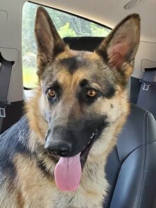 https://petstablished-app-beta.s3.amazonaws.com/uploads/image/image/1852857/Rasta.jpg