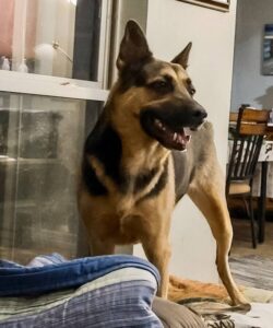https://petstablished-app-beta.s3.amazonaws.com/uploads/image/image/2611973/Resized_20220614_215105.jpg