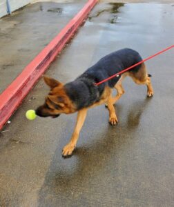 https://petstablished-app-beta.s3.amazonaws.com/uploads/image/image/2060942/Saint_4.jpg