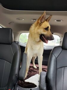 https://petstablished-app-beta.s3.amazonaws.com/uploads/image/image/1798202/Scotty.jpg