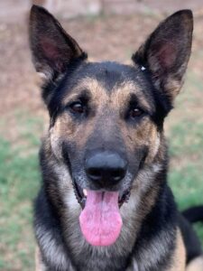 https://petstablished-app-beta.s3.amazonaws.com/uploads/image/image/1391333/Texas.jpg