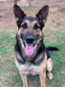 https://petstablished-app-beta.s3.amazonaws.com/uploads/image/image/1391329/Texas_1.jpeg