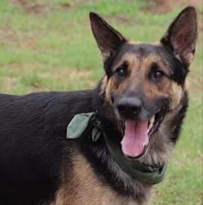 https://petstablished-app-beta.s3.amazonaws.com/uploads/image/image/1391328/Texas_2.jpg