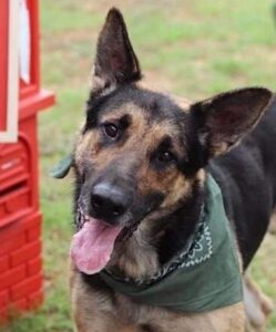 https://petstablished-app-beta.s3.amazonaws.com/uploads/image/image/1391330/Texas_3.jpg