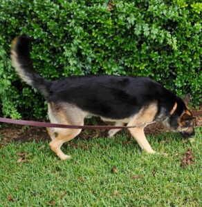 https://petstablished-app-beta.s3.amazonaws.com/uploads/image/image/1391332/Texas_6.jpg