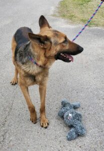 https://petstablished-app-beta.s3.amazonaws.com/uploads/image/image/1724673/Thatcher.jpg