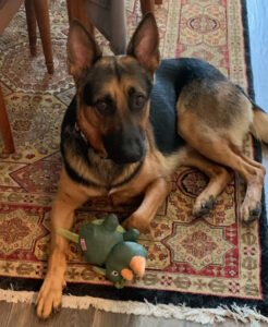 https://petstablished-app-beta.s3.amazonaws.com/uploads/image/image/1863670/Thor1a.heic