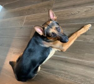 https://petstablished-app-beta.s3.amazonaws.com/uploads/image/image/1863674/Thor2.jpeg
