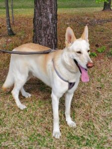https://petstablished-app-beta.s3.amazonaws.com/uploads/image/image/1658049/Thunder_Sky.jpg