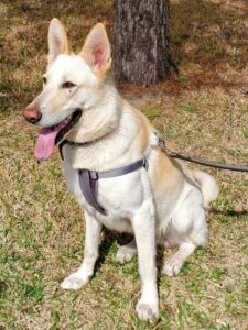 https://petstablished-app-beta.s3.amazonaws.com/uploads/image/image/1658048/Thunder_Sky_1.jpg