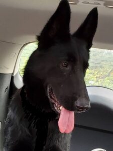 https://petstablished-app-beta.s3.amazonaws.com/uploads/image/image/1589453/Venus_1.jpg