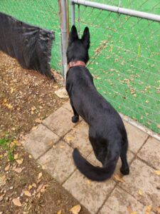 https://petstablished-app-beta.s3.amazonaws.com/uploads/image/image/1589456/Venus_4.jpg