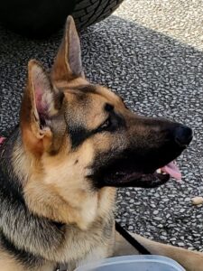 https://petstablished-app-beta.s3.amazonaws.com/uploads/image/image/2020630/Wick_2.jpg