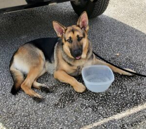 https://petstablished-app-beta.s3.amazonaws.com/uploads/image/image/2020632/Wick_3.jpg