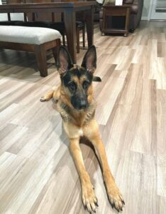 https://petstablished-app-beta.s3.amazonaws.com/uploads/image/image/2676975/image0__1_.jpeg