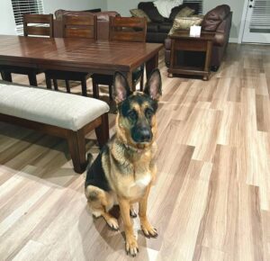 https://petstablished-app-beta.s3.amazonaws.com/uploads/image/image/2676976/image1__1_.jpeg