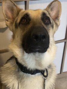 https://petstablished-app-beta.s3.amazonaws.com/uploads/image/image/1800941/image1__5_.jpeg
