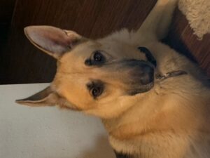 https://petstablished-app-beta.s3.amazonaws.com/uploads/image/image/1879387/image1__6_.jpeg