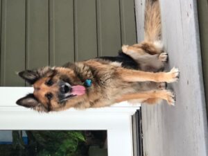 https://petstablished-app-beta.s3.amazonaws.com/uploads/image/image/1761025/image2__1_.jpeg