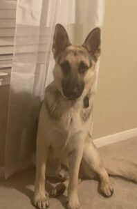 https://petstablished-app-beta.s3.amazonaws.com/uploads/image/image/1800940/image2__2_.jpeg