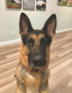 https://petstablished-app-beta.s3.amazonaws.com/uploads/image/image/2676977/image2__2_.jpeg