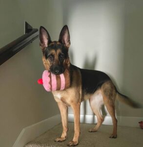 https://petstablished-app-beta.s3.amazonaws.com/uploads/image/image/2676978/image3__1_.jpeg