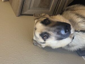 https://petstablished-app-beta.s3.amazonaws.com/uploads/image/image/1800939/image3__2_.jpeg