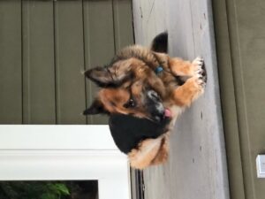 https://petstablished-app-beta.s3.amazonaws.com/uploads/image/image/1761027/image4__1_.jpeg