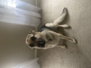 https://petstablished-app-beta.s3.amazonaws.com/uploads/image/image/1800938/image4__2_.jpeg