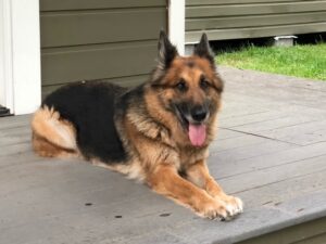 https://petstablished-app-beta.s3.amazonaws.com/uploads/image/image/1761028/image5.jpeg