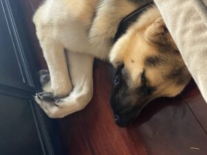 https://petstablished-app-beta.s3.amazonaws.com/uploads/image/image/1800937/image5__1_.jpeg