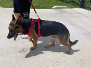 https://petstablished-app-beta.s3.amazonaws.com/uploads/image/image/1851129/received_312894440318902.jpeg