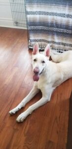 https://petstablished-app-beta.s3.amazonaws.com/uploads/image/image/1726757/thumbnail_20210103_131854.jpg