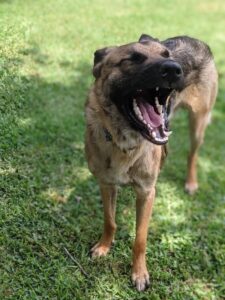https://petstablished-app-beta.s3.amazonaws.com/uploads/image/image/1754185/wesley3.jpg
