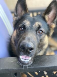 https://petstablished-app-beta.s3.amazonaws.com/uploads/image/image/2249867/zornFace__1_.jpeg