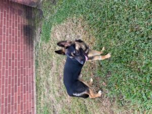 https://petstablished-app-beta.s3.amazonaws.com/uploads/image/image/2249869/zornside4.jpeg