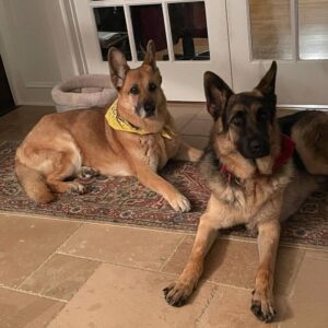 https://petstablished-app-beta.s3.amazonaws.com/uploads/image/image/2475895/00B763C6-3771-4666-9250-C18ECCE8B08F.jpeg