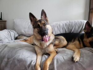 https://petstablished-app-beta.s3.amazonaws.com/uploads/image/image/2272448/20220109_101706.jpg