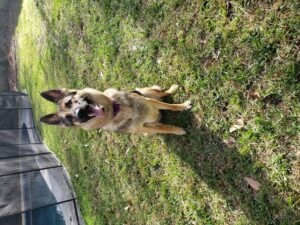 https://petstablished-app-beta.s3.amazonaws.com/uploads/image/image/2272450/20220110_105012.jpg
