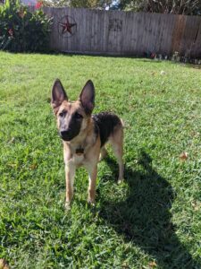 https://petstablished-app-beta.s3.amazonaws.com/uploads/image/image/2975421/41D78BD5-4B63-4531-9C27-4C971C83F7F0.jpeg