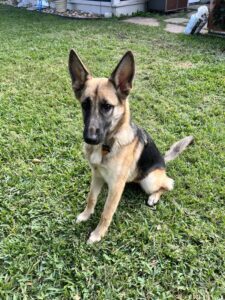 https://petstablished-app-beta.s3.amazonaws.com/uploads/image/image/2975419/5E82BB83-57A5-4095-8AE1-2BAEB5D79D76.jpeg