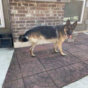 https://petstablished-app-beta.s3.amazonaws.com/uploads/image/image/2475894/6395F962-0F8B-497A-BB07-147AF8F87C6C.jpeg