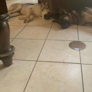 https://petstablished-app-beta.s3.amazonaws.com/uploads/image/image/2554331/6C6925A6-EF67-4000-840C-B52806E00C40.jpeg